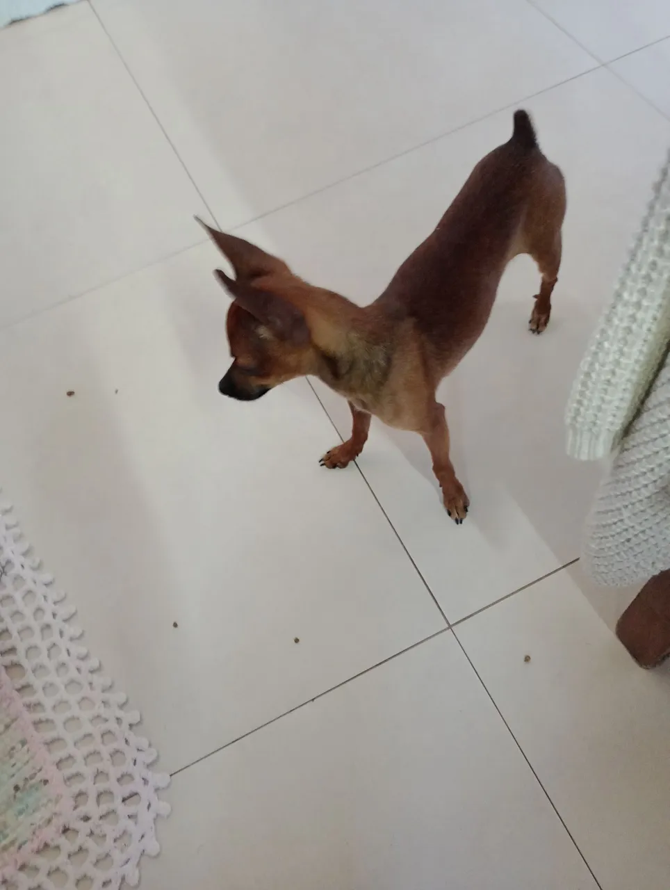 Pinscher macho 