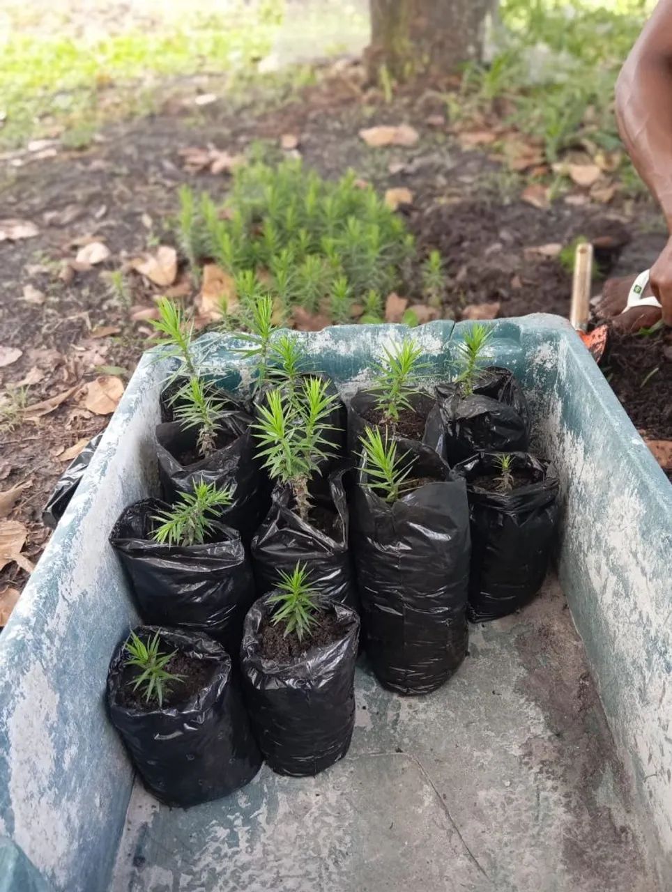 Mudas de Araucaria64319179358211122