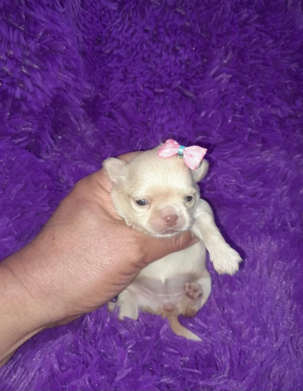 Chihuahua fêmea Pêlo longo creme de olhos claros e nariz clarinho para reserva. 