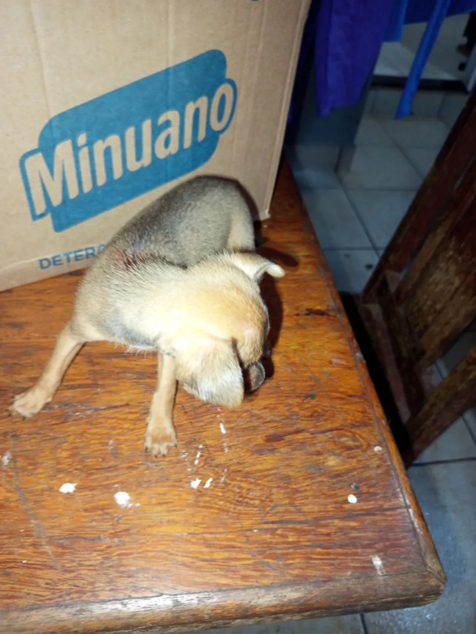 Vende-se pinscher  - Foto 2