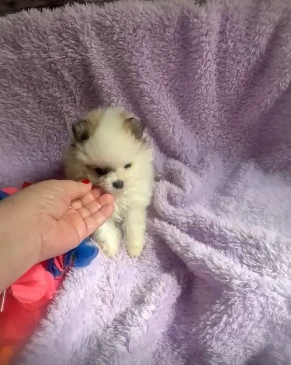 Filhote de Spitz Alemão - Uma fofura! - Foto 2