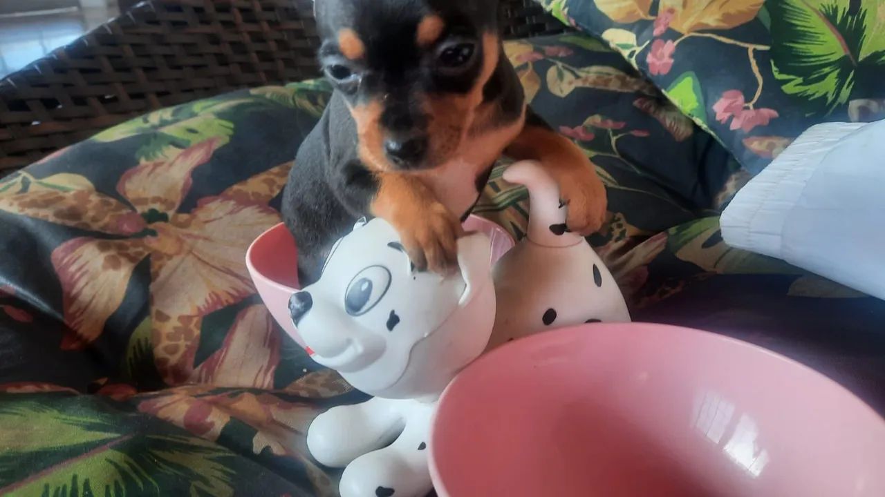 Pinscher 00 perfeitos filhotes black in tan com garantia e procedência - Foto 6