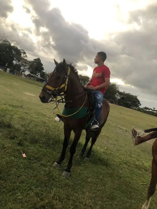 Cavalo para venda