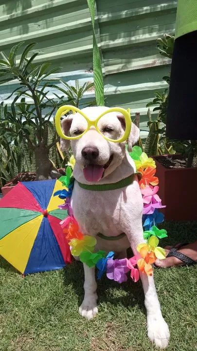 Tosa e banho em domicílio  - Foto 3