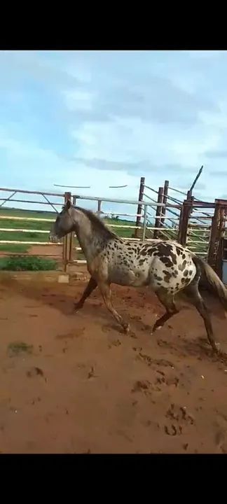 Potro Appaloosa com pelagem linda