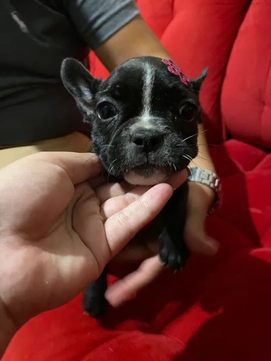 Bulldog Francês  - Foto 5