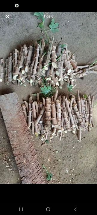 Feixo de macaxeira para plantio - Foto 3