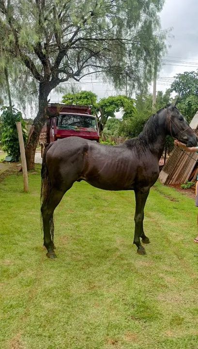 Potro Mangalarga Marchador - Foto 3