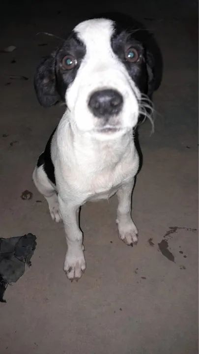 Filhote de cachorro branco e preto (doação)