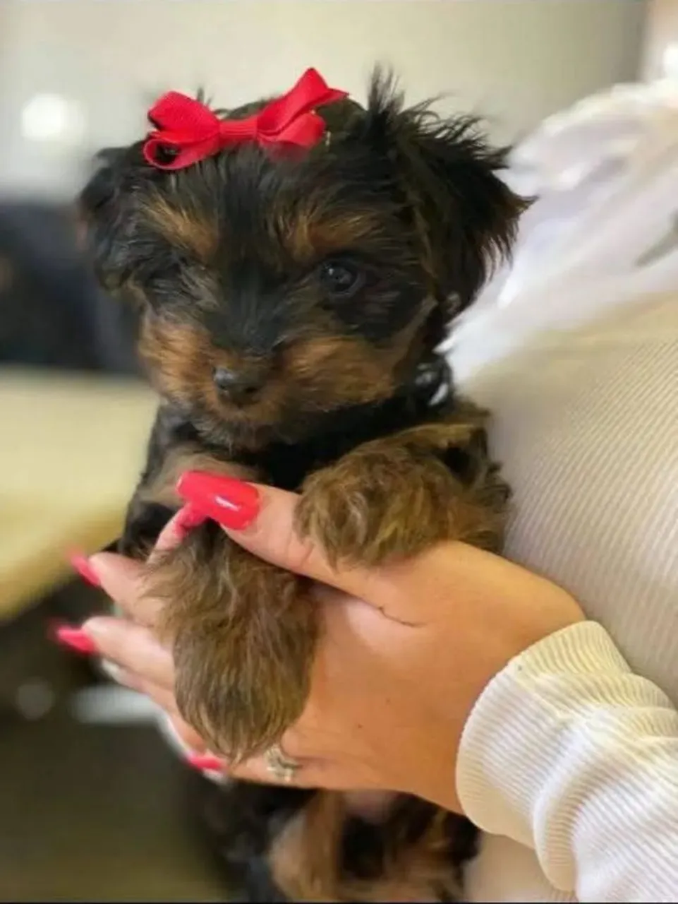 Yorkshire Terrier Fêmea - Nova fase boa me ligue