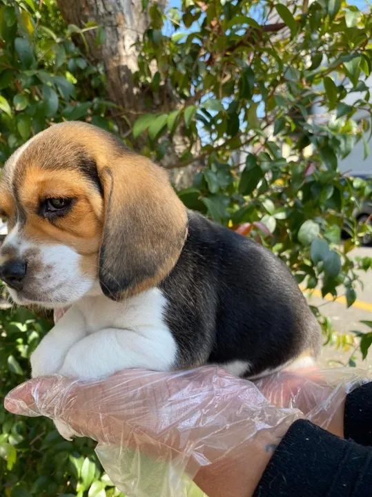 Beagle Pacelamento sem juros no cartão. - Foto 3