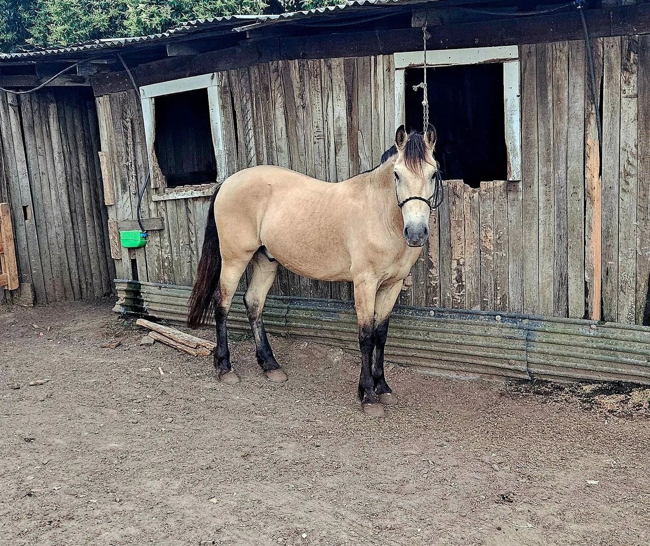 Cavalo quarto de milha