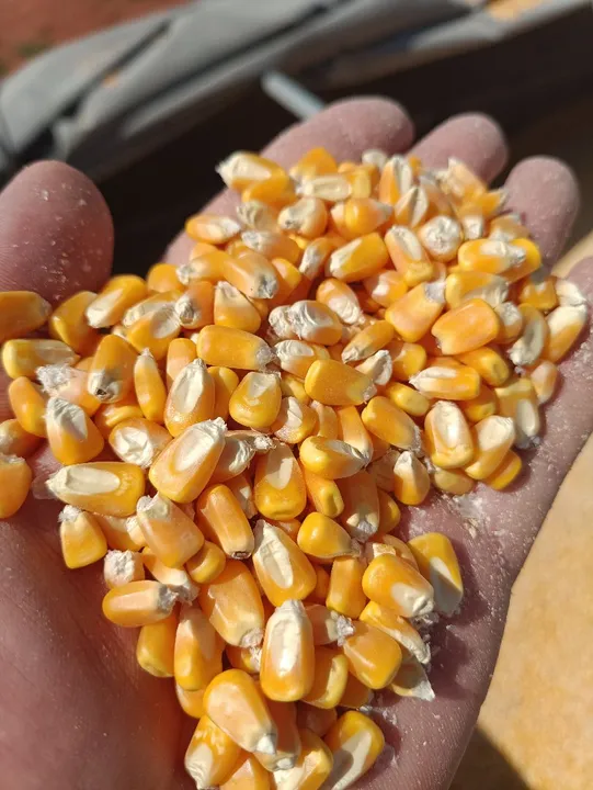 Compro Milho,soja e sorgo
