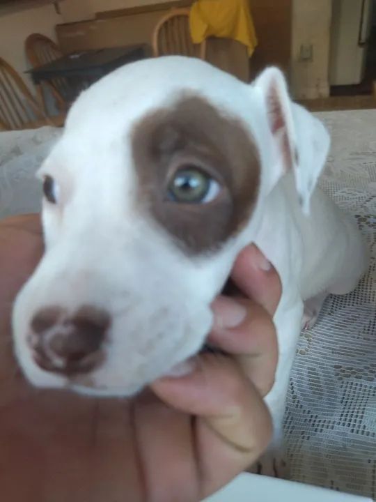 Pitbull filhotes - Fofo e Brincalhão - Foto 2