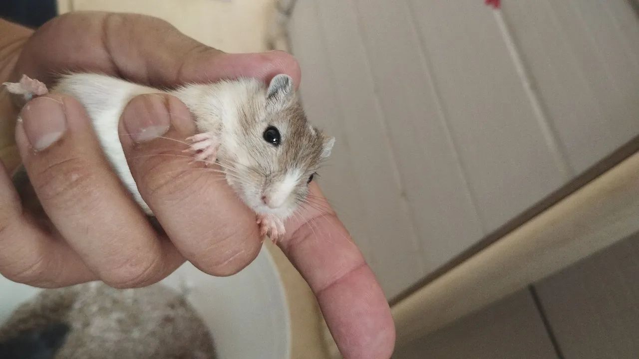 Filhotes de Gerbil a venda - Foto 2