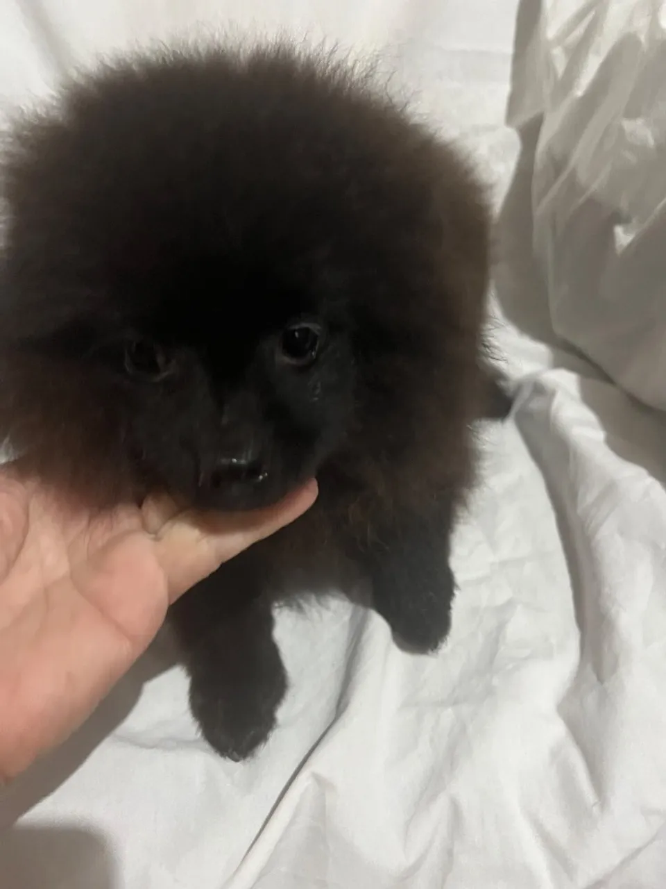 Spitz alemão macho pretinho