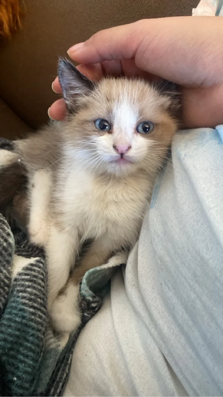 Gatinho filhote para adoção