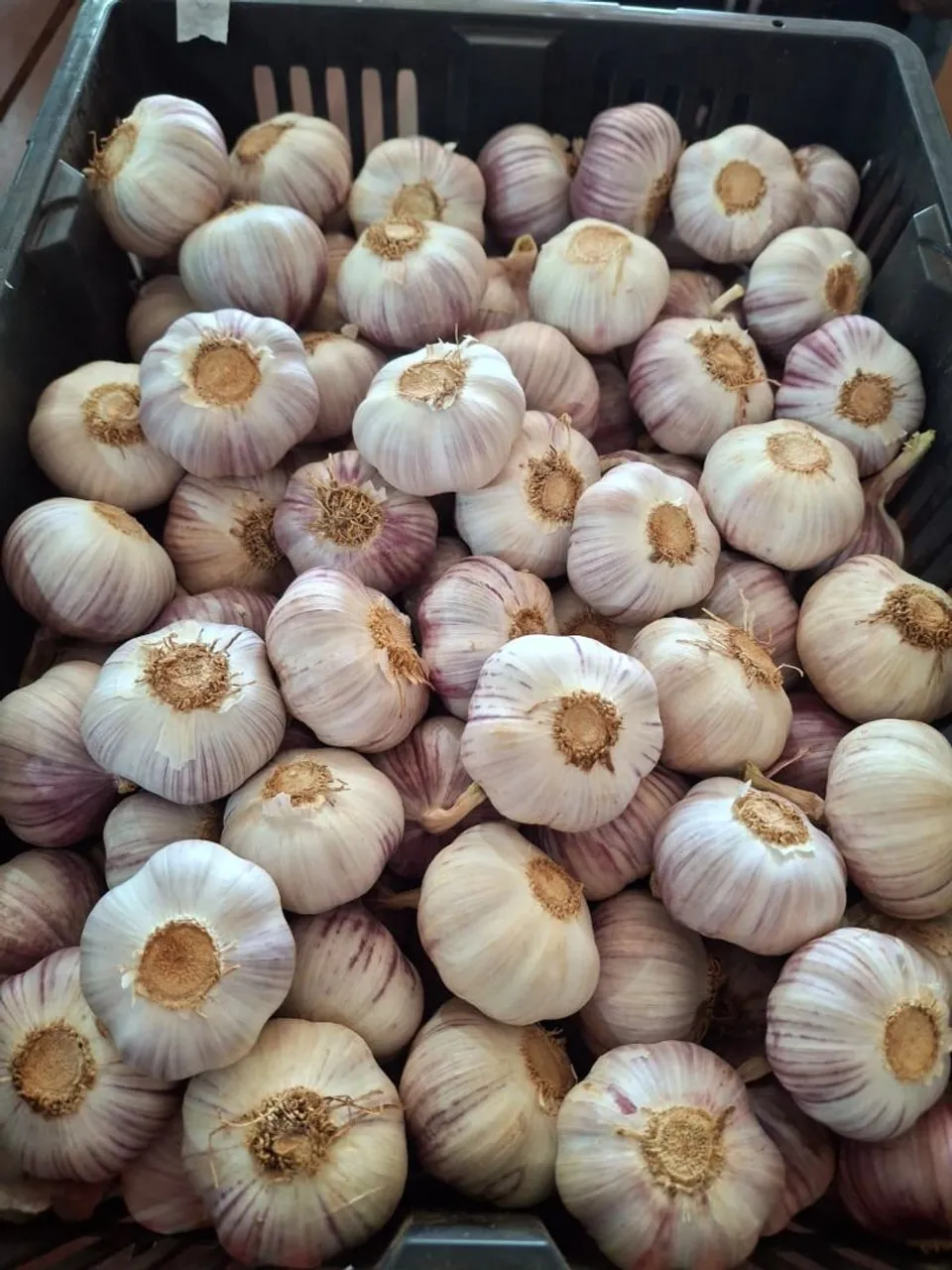 Cabeças de alho frescas e saborosas N 4 e 5 caixa 10 kilo