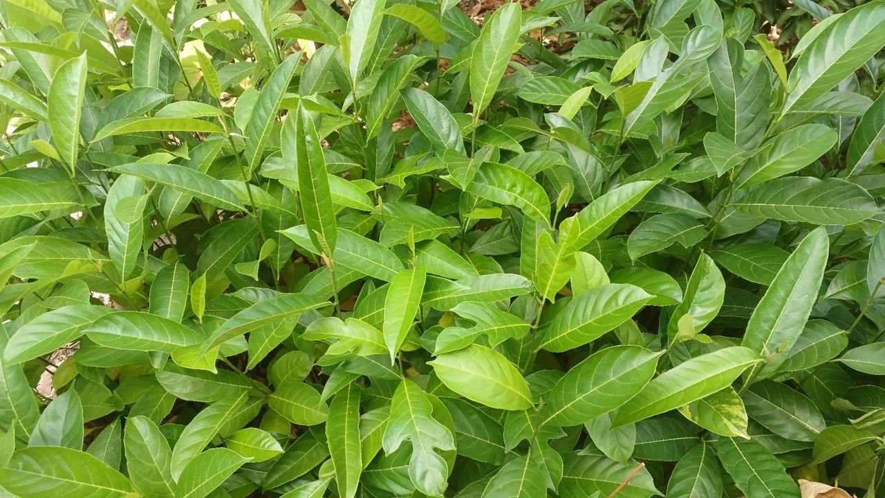 Mudas de plantas 