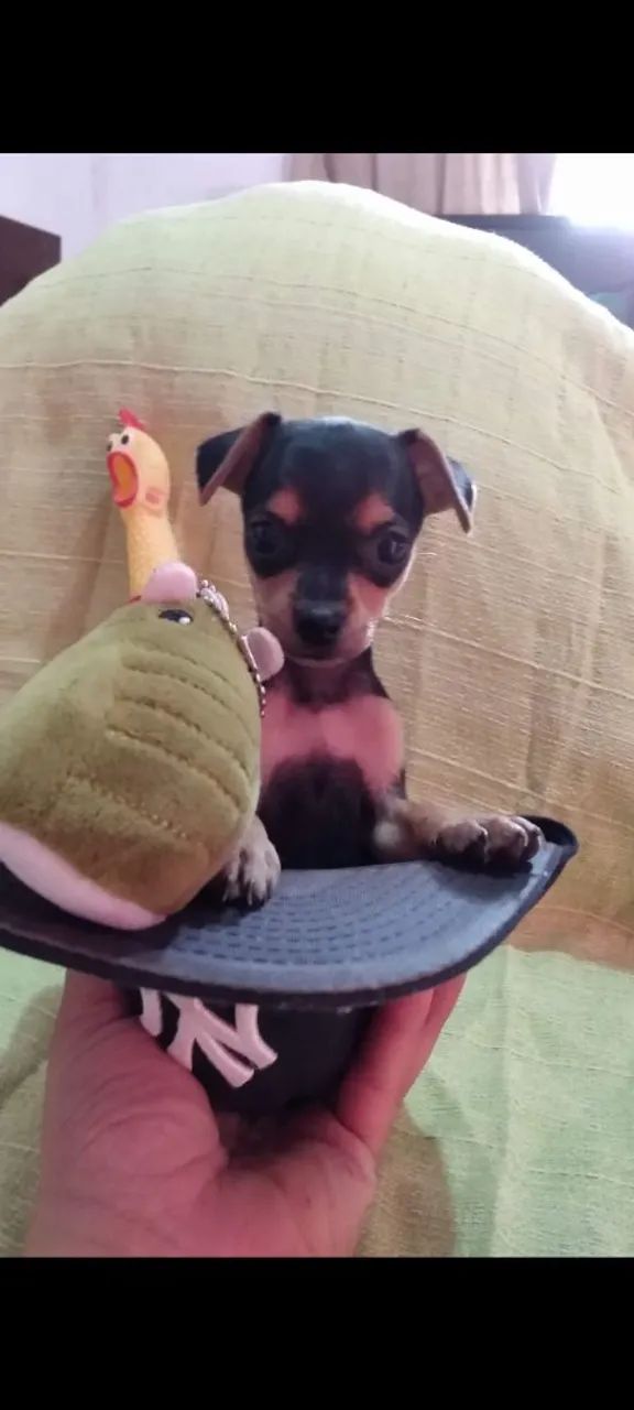 Filhote de Pinscher - Foto 4