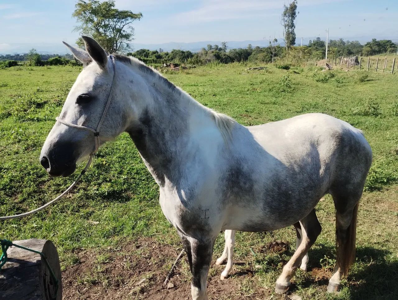 Égua pampa de tordilha registrada no definitivo marcha batida  - Foto 2