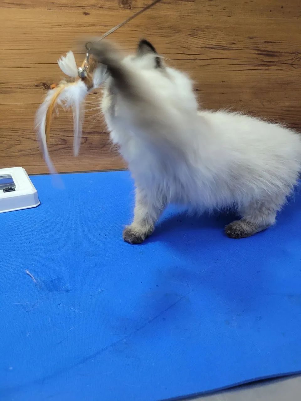 Gatinho Persa Himalaia femea - Foto 4