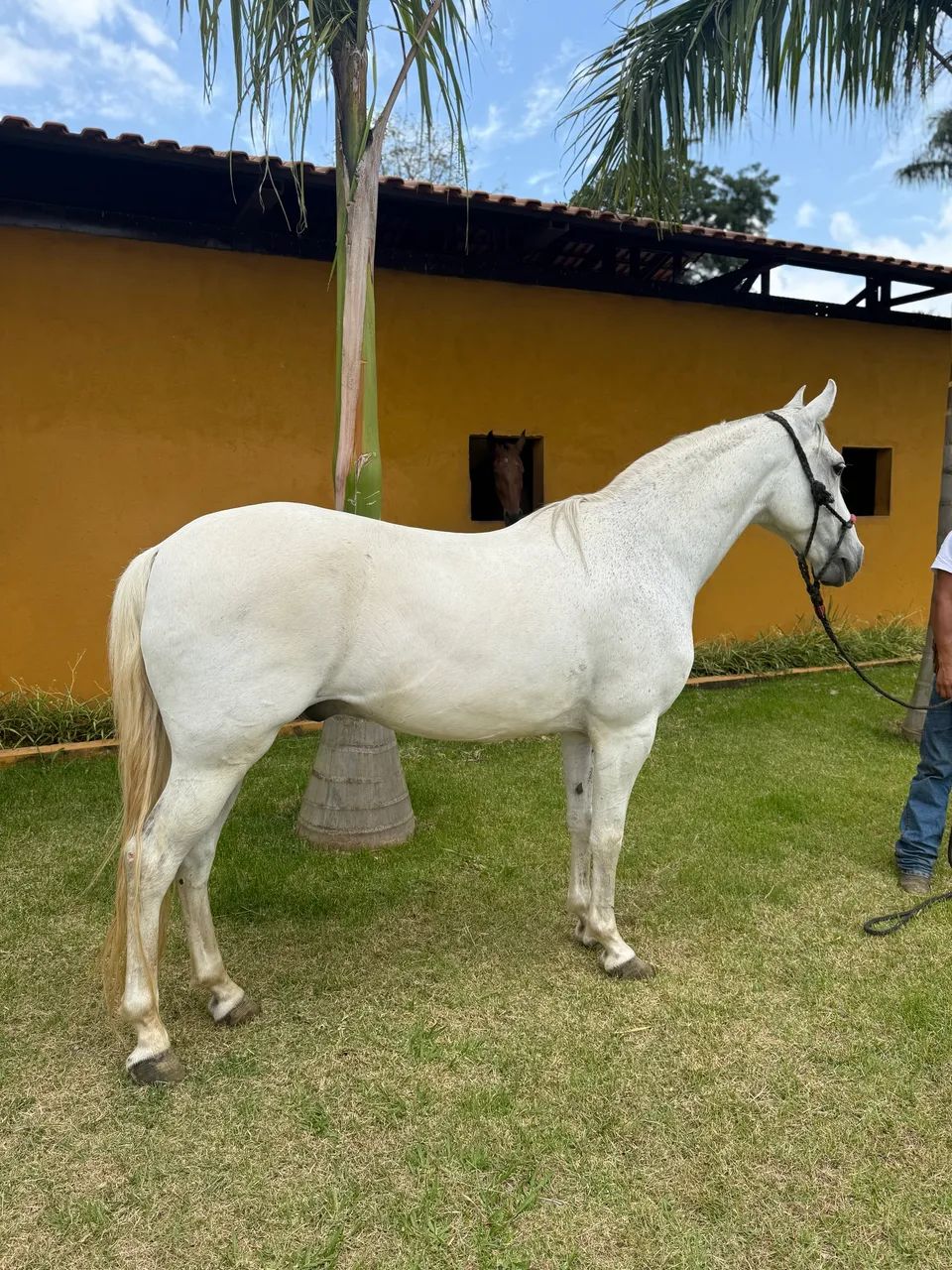 Cavalo Mangalarga Marcador Picada - Foto 3