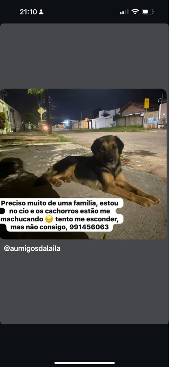 Cachorra precisa de um lar!
