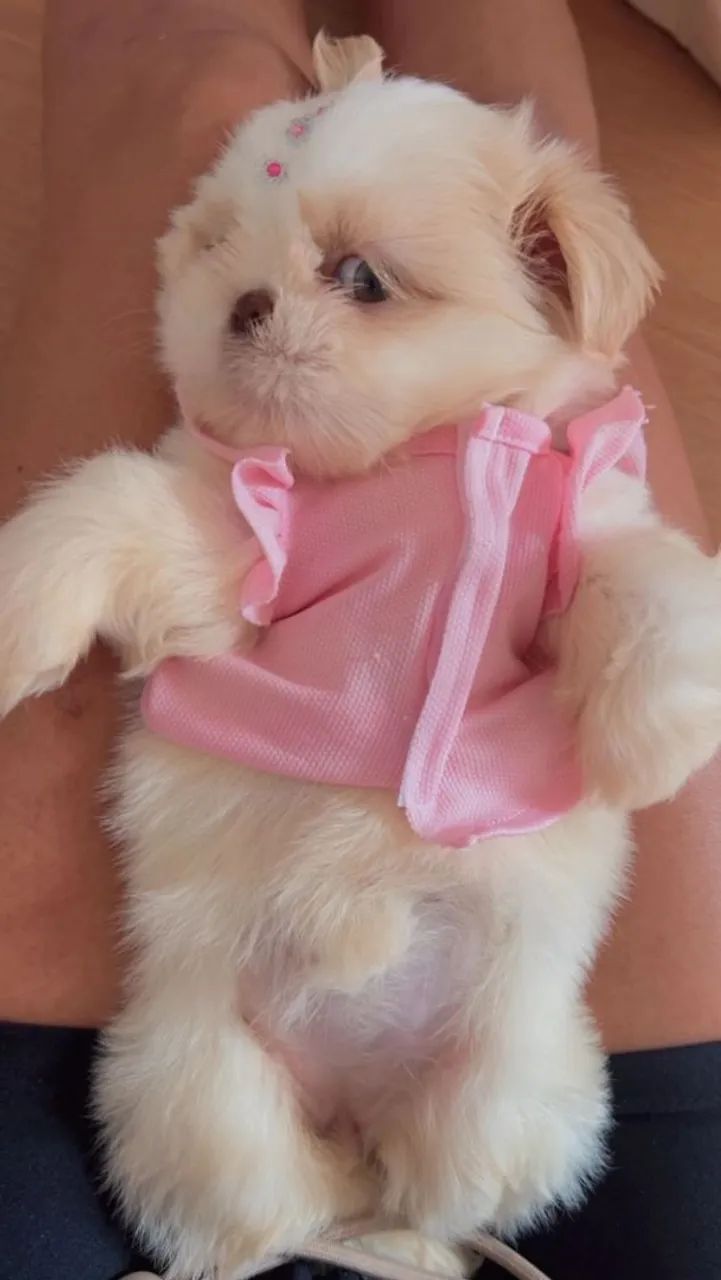 Shihtzu fêmeas filhotes  - Foto 5