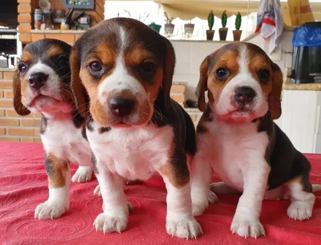 Beagle adquira e ganhe kit adaptação