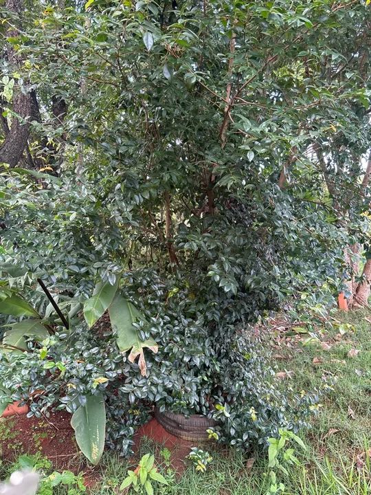 lote no jardim botânico Itaipu 7 próximo ao ouro vermelho 1 - Foto 8