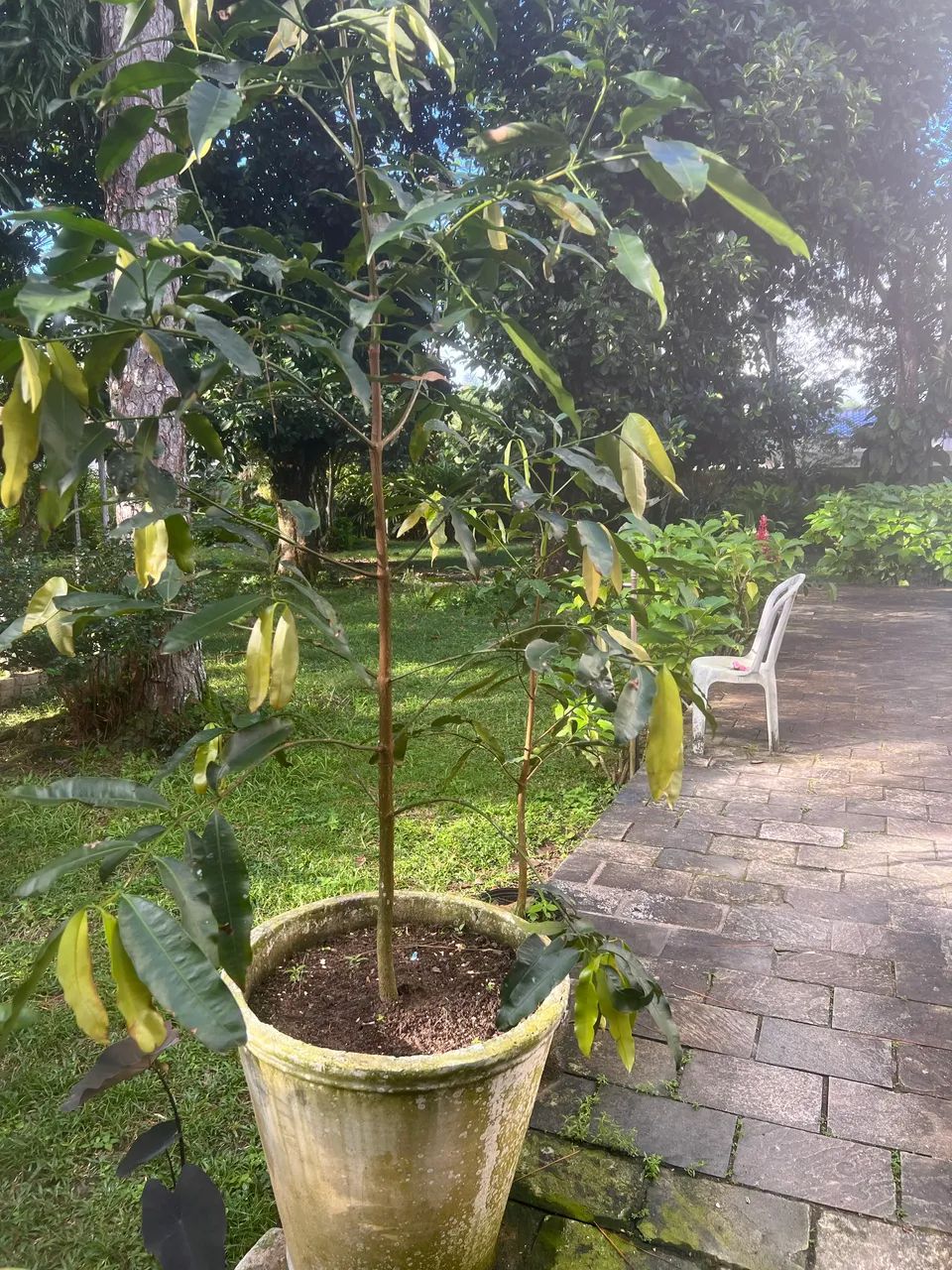 FRUTA ACHACHAIRU