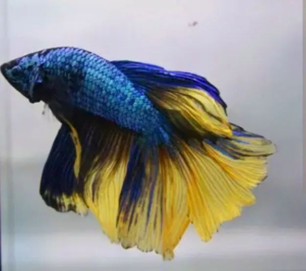 betta splendens - Foto 5