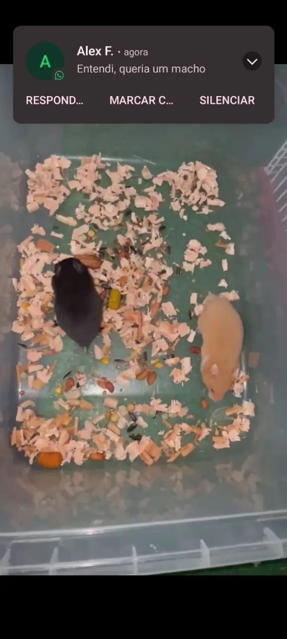 Hamster sírio e Anão Russo  - Foto 5