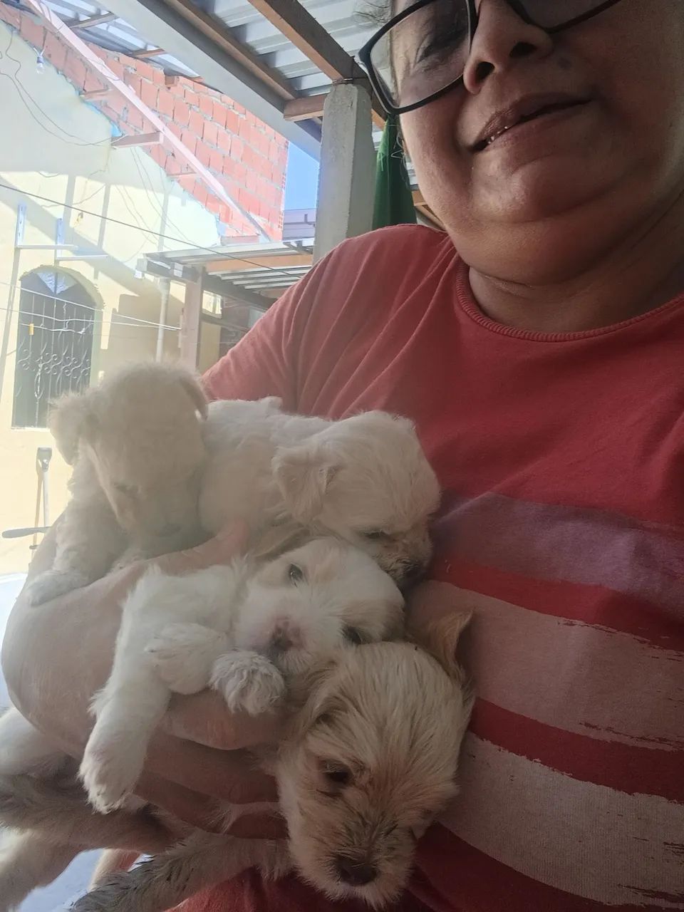 Cachorro  - Foto 4