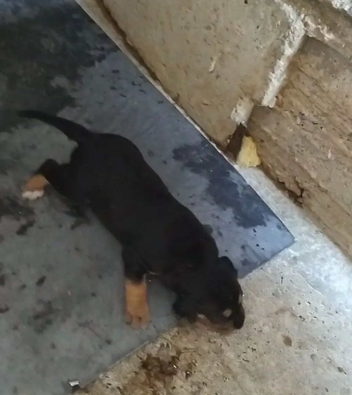 Cachorros  - Foto 2