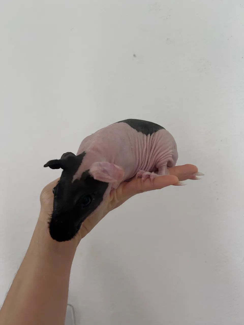 Porquinho da índia sem pelo - Foto 3