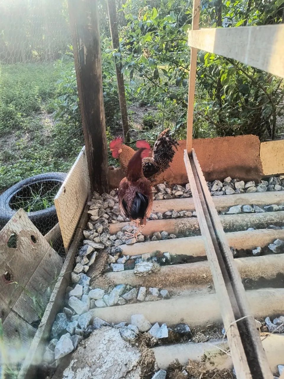 Frango caipira - Foto 2