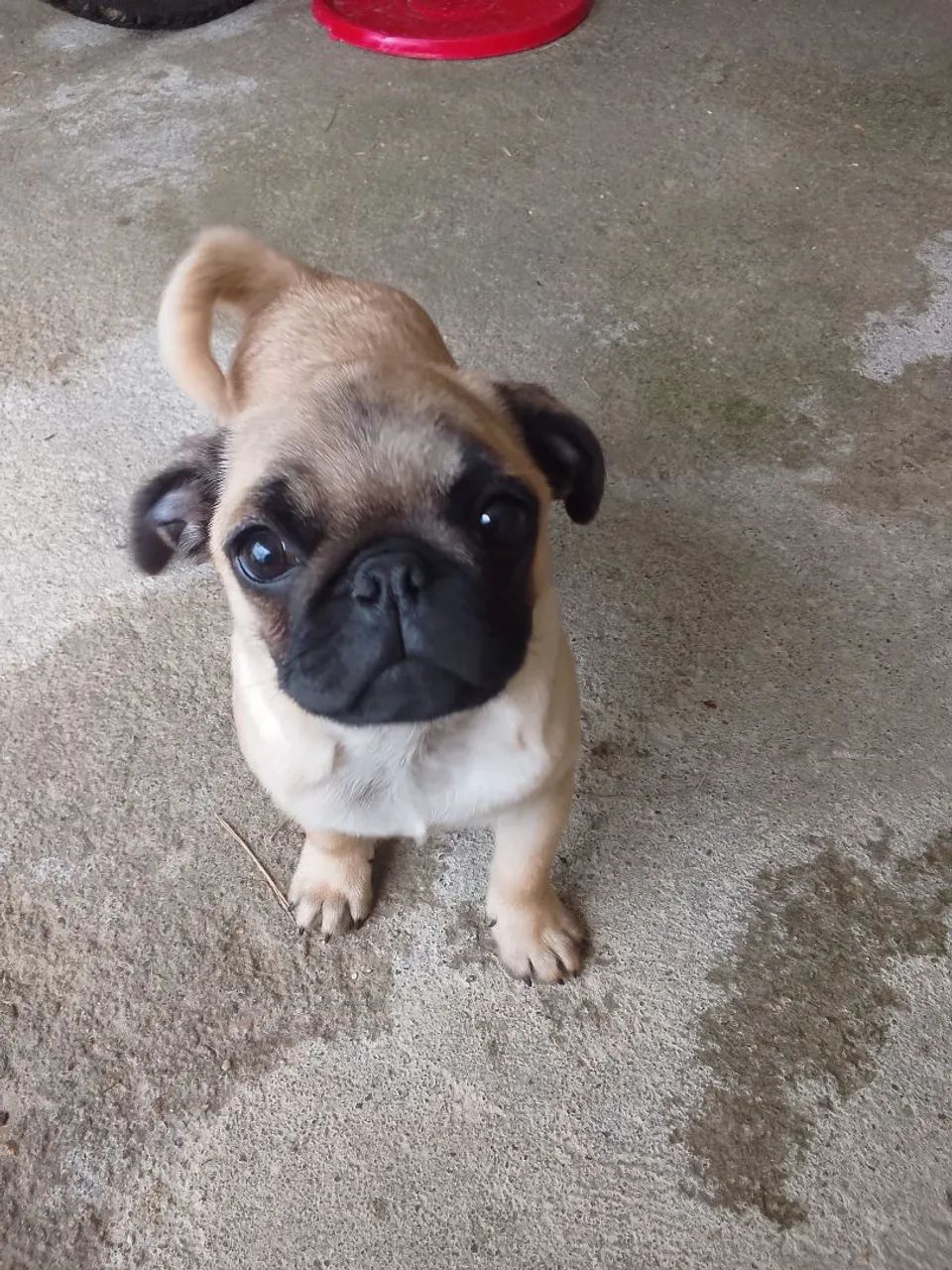Vendo filhote de Pug macho 