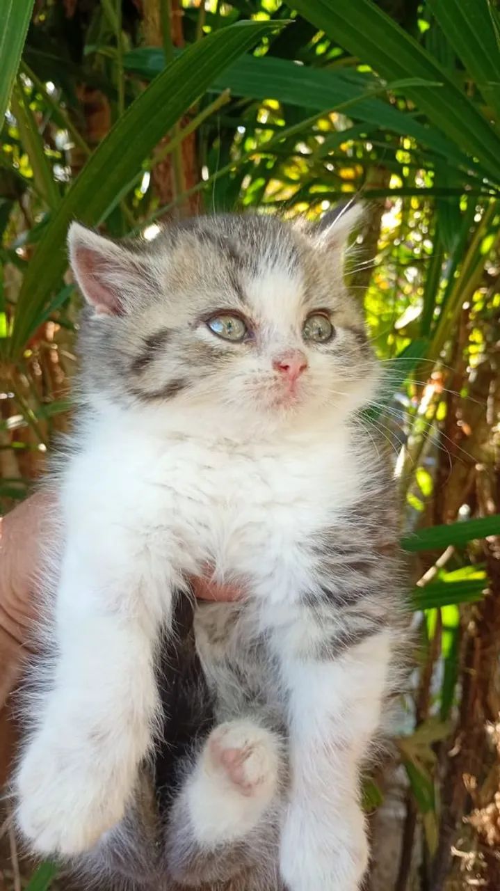 Gato briths shorter  - Foto 2