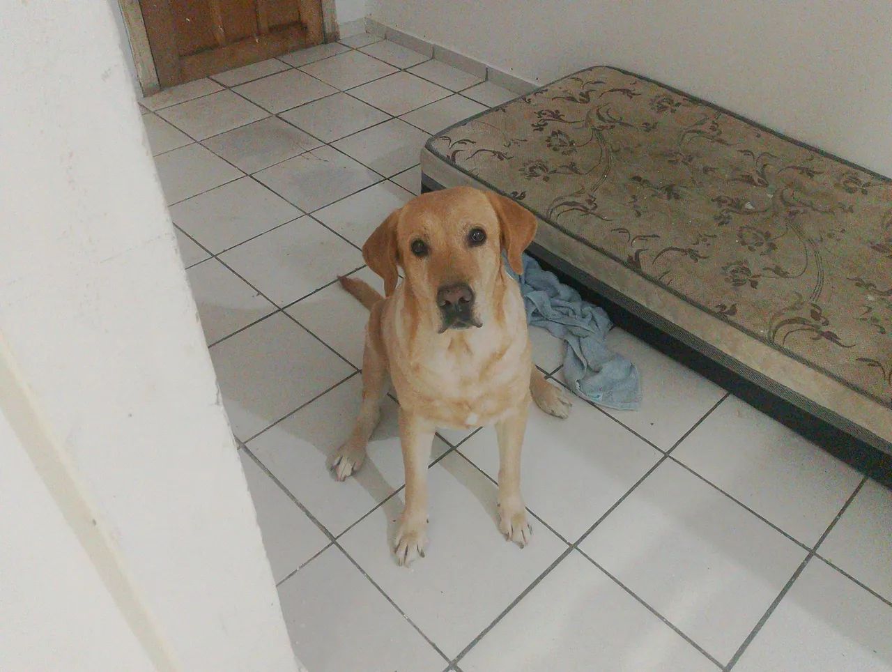 Labradora Mel  - Foto 4
