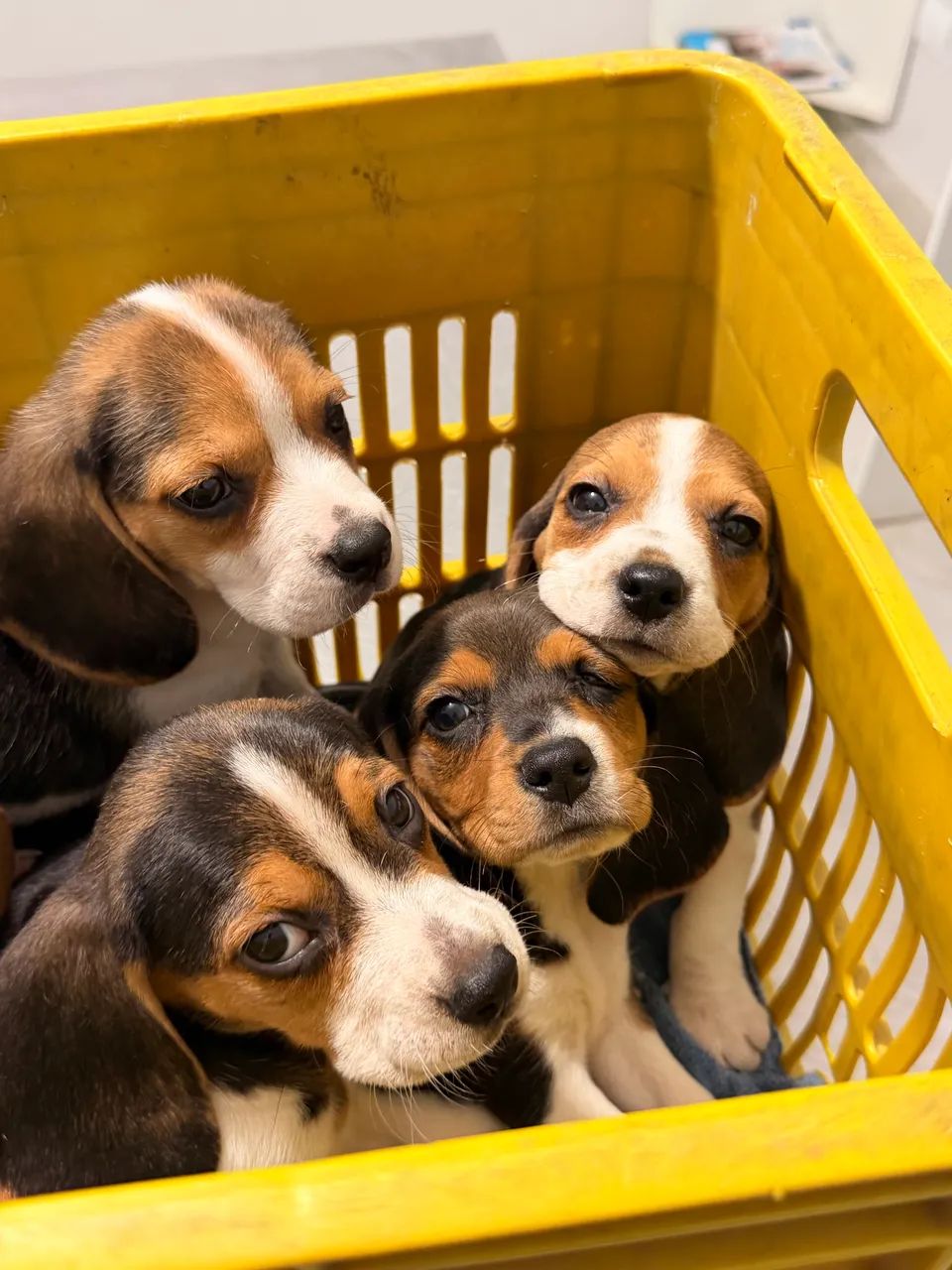 Beagles ultimos filhotes - Foto 5