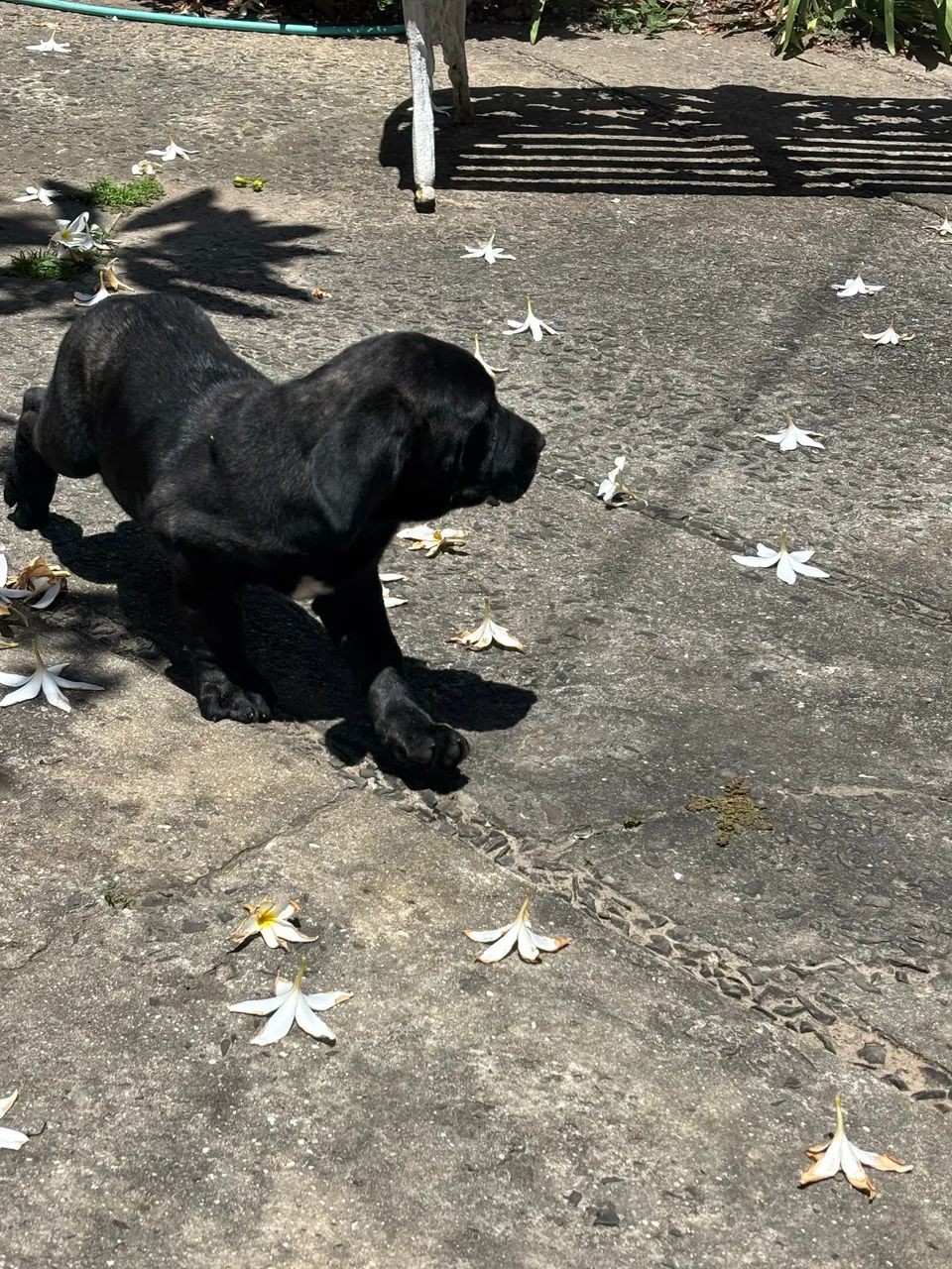 Fila Brasileiro  - Foto 2