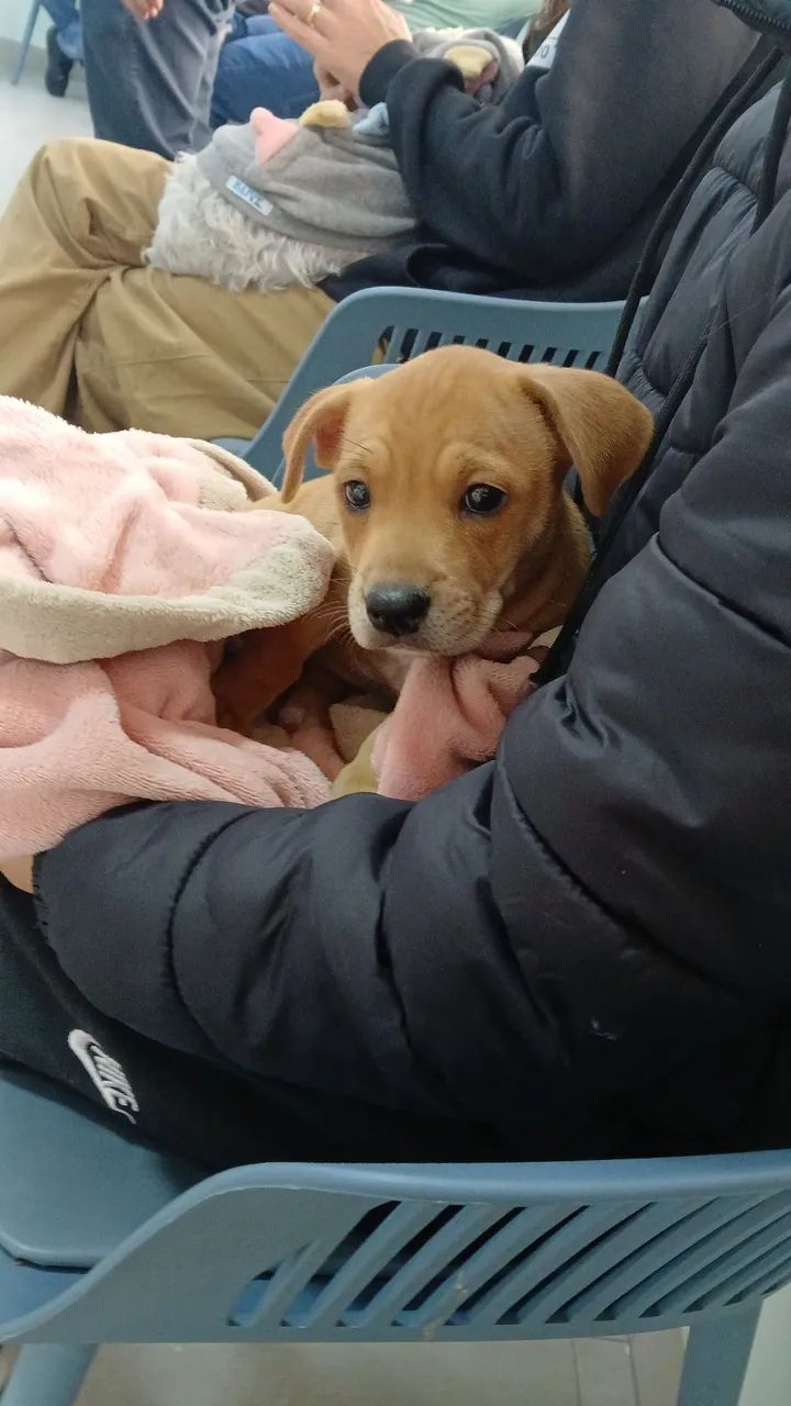 cachorro  - Foto 3