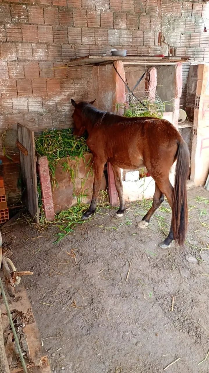 Potro cavalo