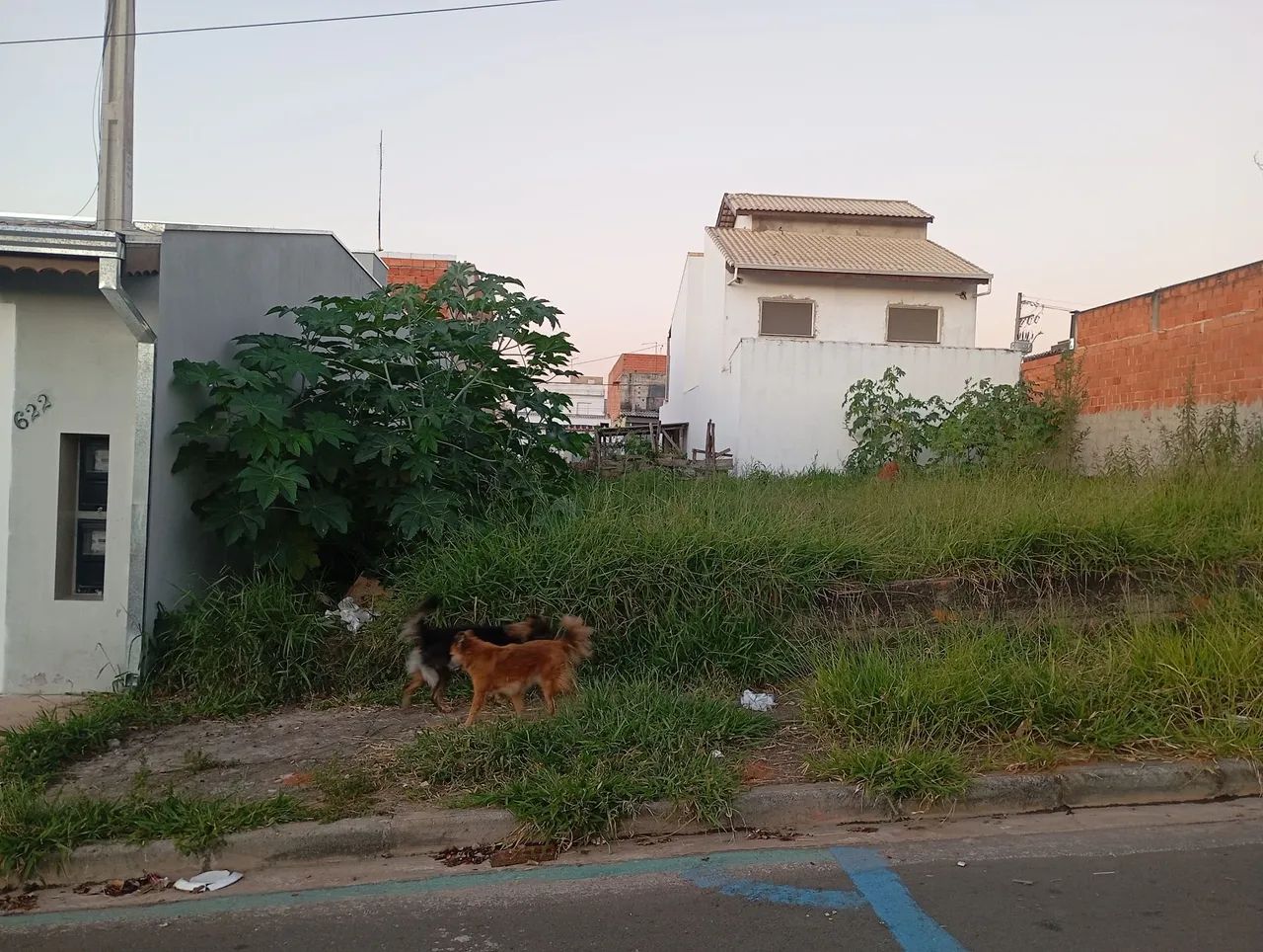Roço terreno - Foto 3