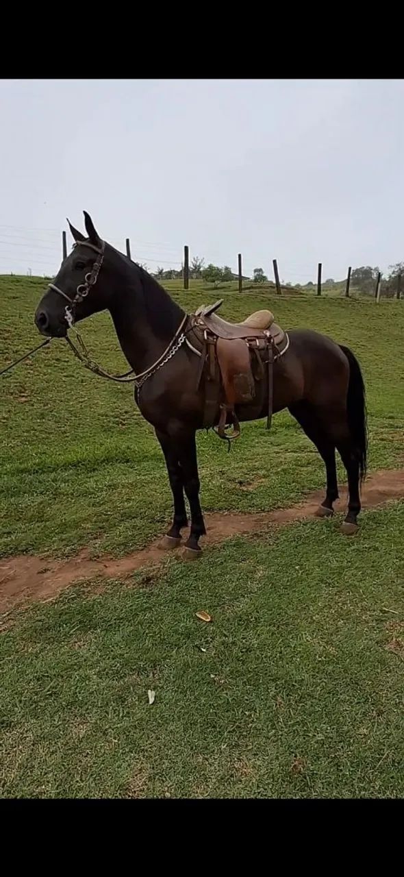 CASTRADO LUXOOOOO  - Foto 4