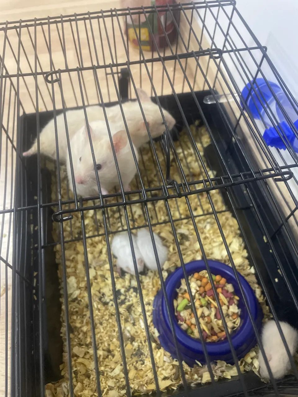 Vende-se filhote de hamster sírio ( adulto também) 