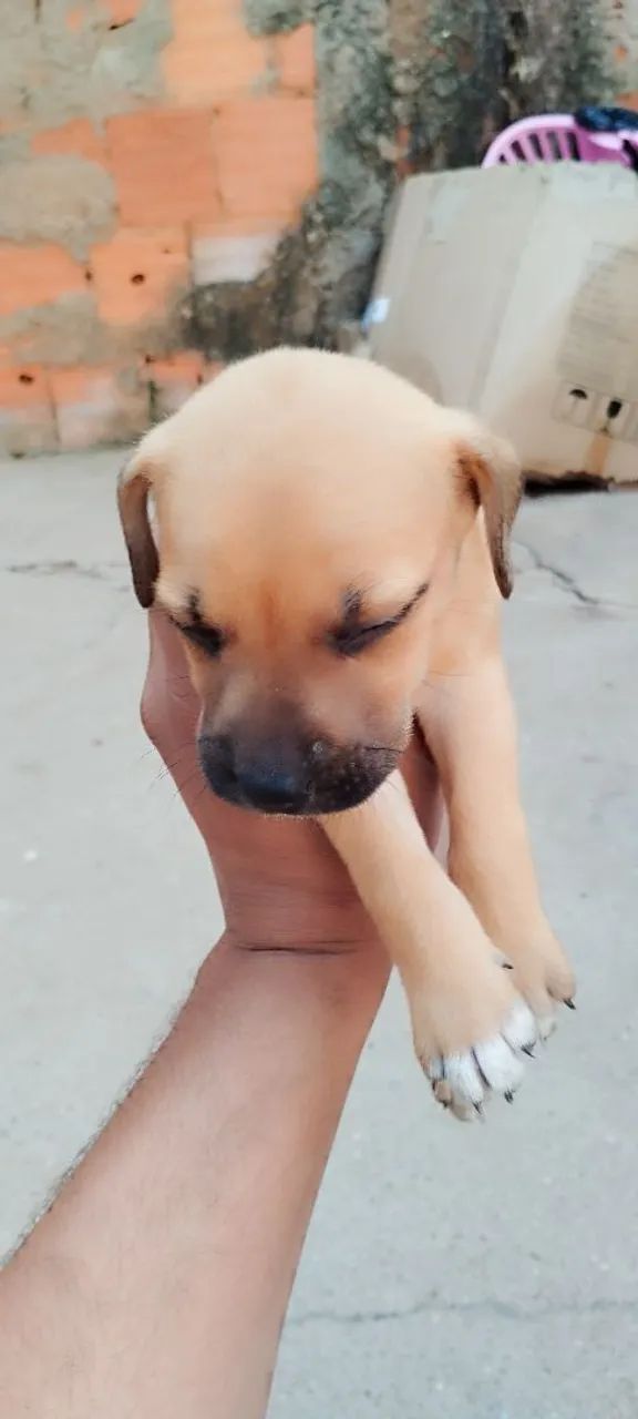Adoção  - Foto 2