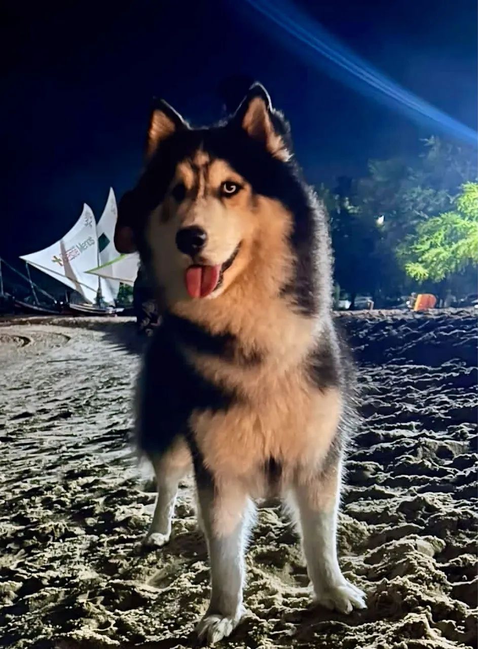 Cão disponível para cruza  - Foto 3